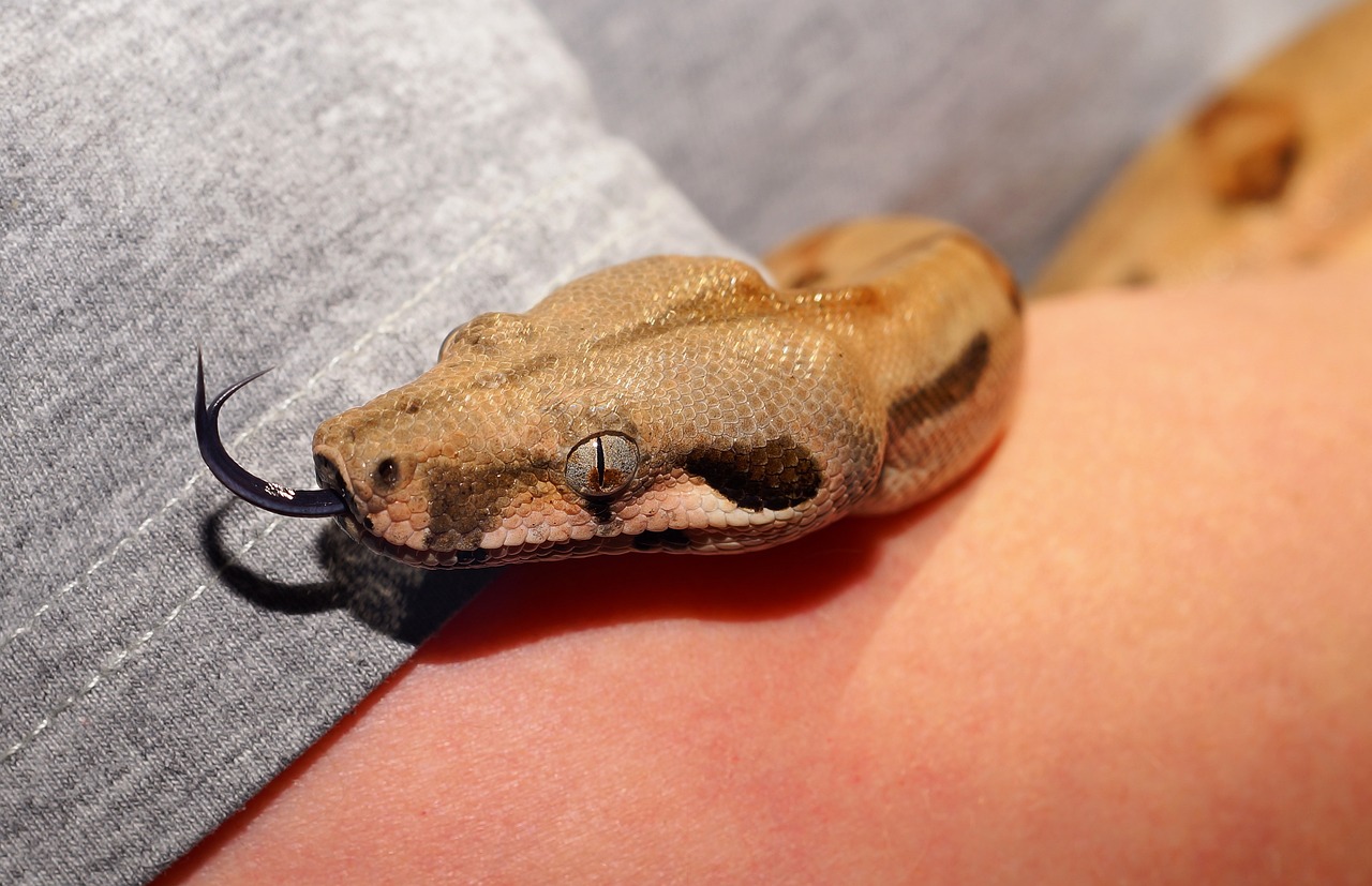 boa cosntrictor teeth, boa constrictor details, boa constrictor, fangs of boa constrictor