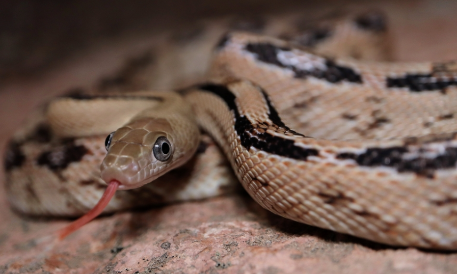 Trans Pecos Rat Snake,Trans Pecos Rat Snake for sale,Trans Pecos Rat Snake guide,Trans Pecos Rat Snake size