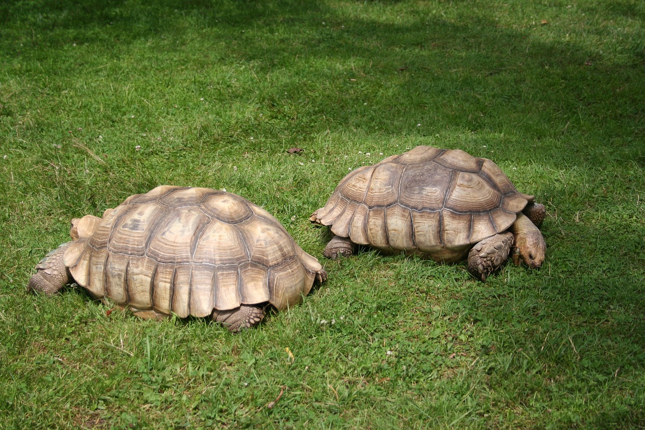 Hatchling Sulcata Tortoise Care: Your Guide to Raising Happy and ...