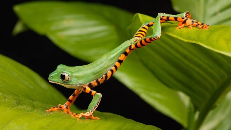 Splendid Poison Frog Extinct