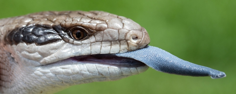 Blue Tongue Skinks Huffing