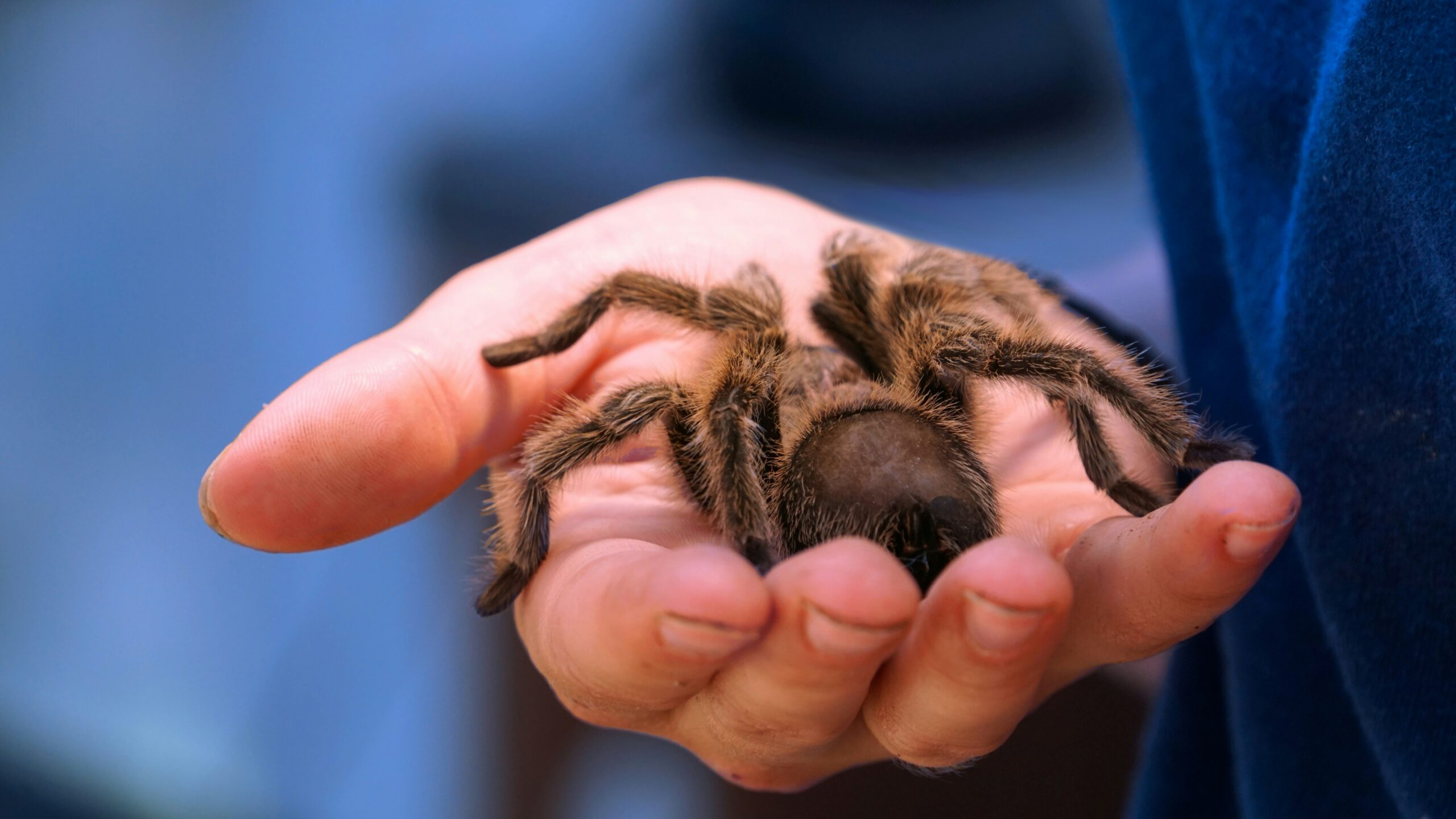 tarantula terrarium