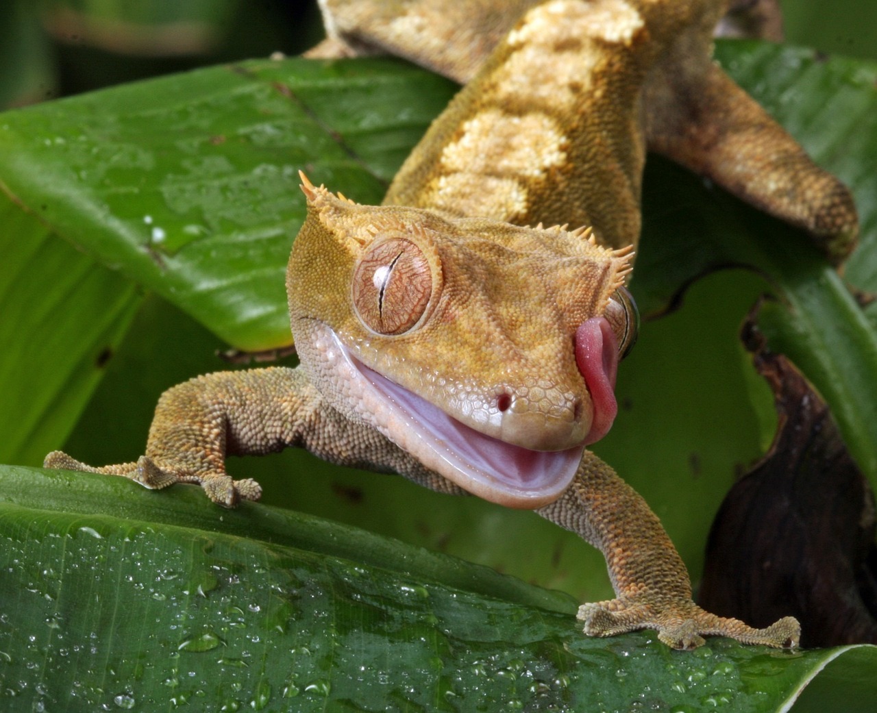 crested gecko humidity range