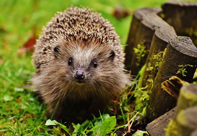 Hedgehogs, Are They Secretly Marsupials?