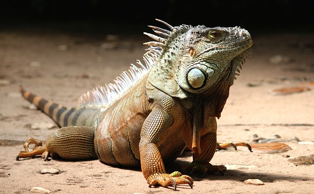 how to tame an aggressive iguana
