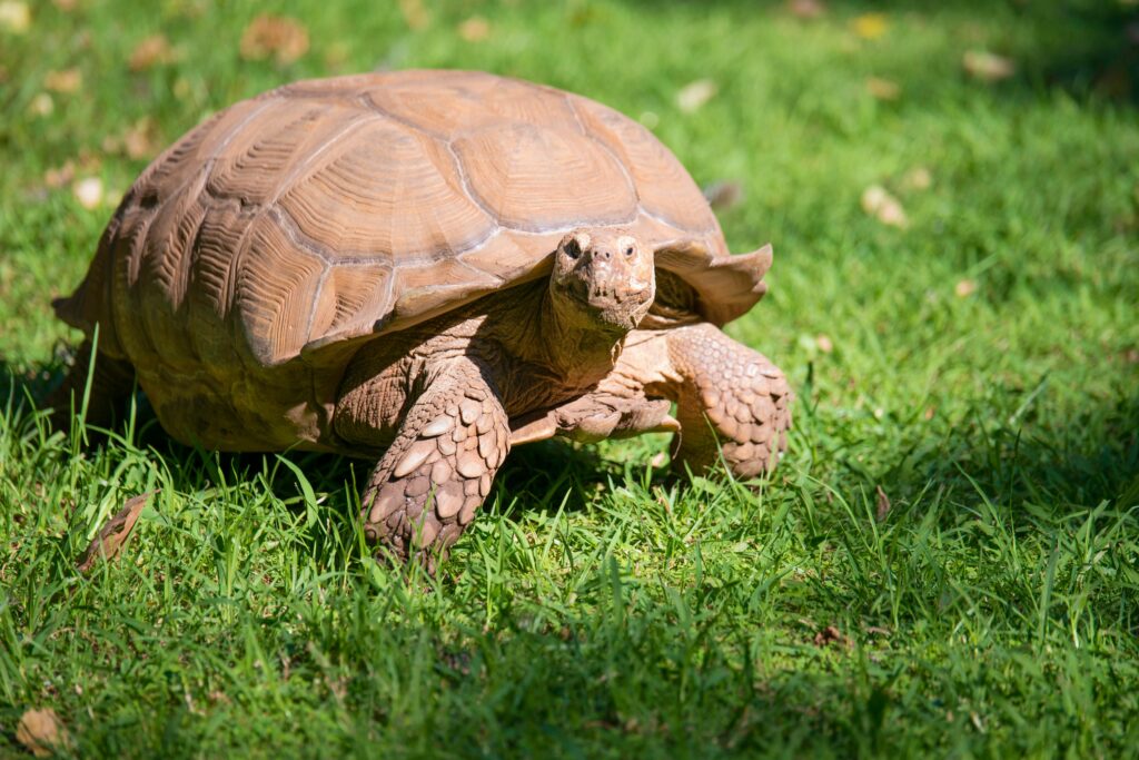 Guide to pancake tortoise care