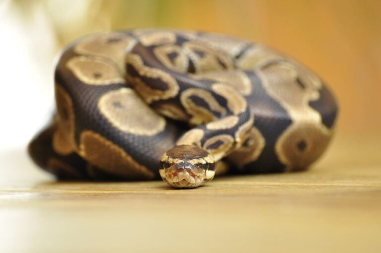 Ball python growth