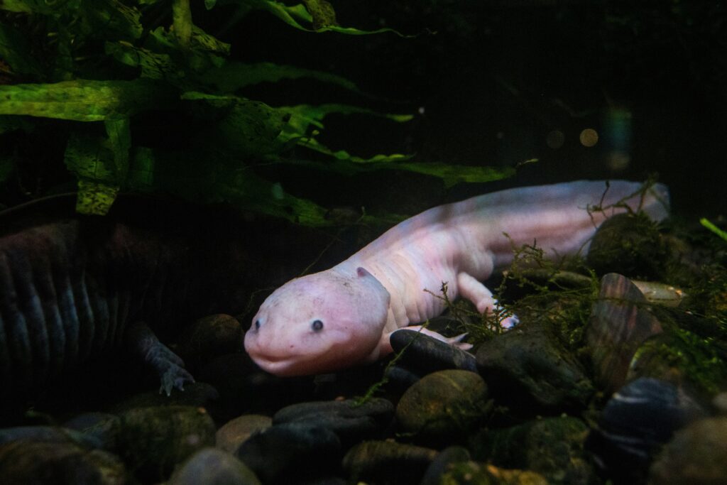 Axolotl care and support guide to take care of your cute pet
