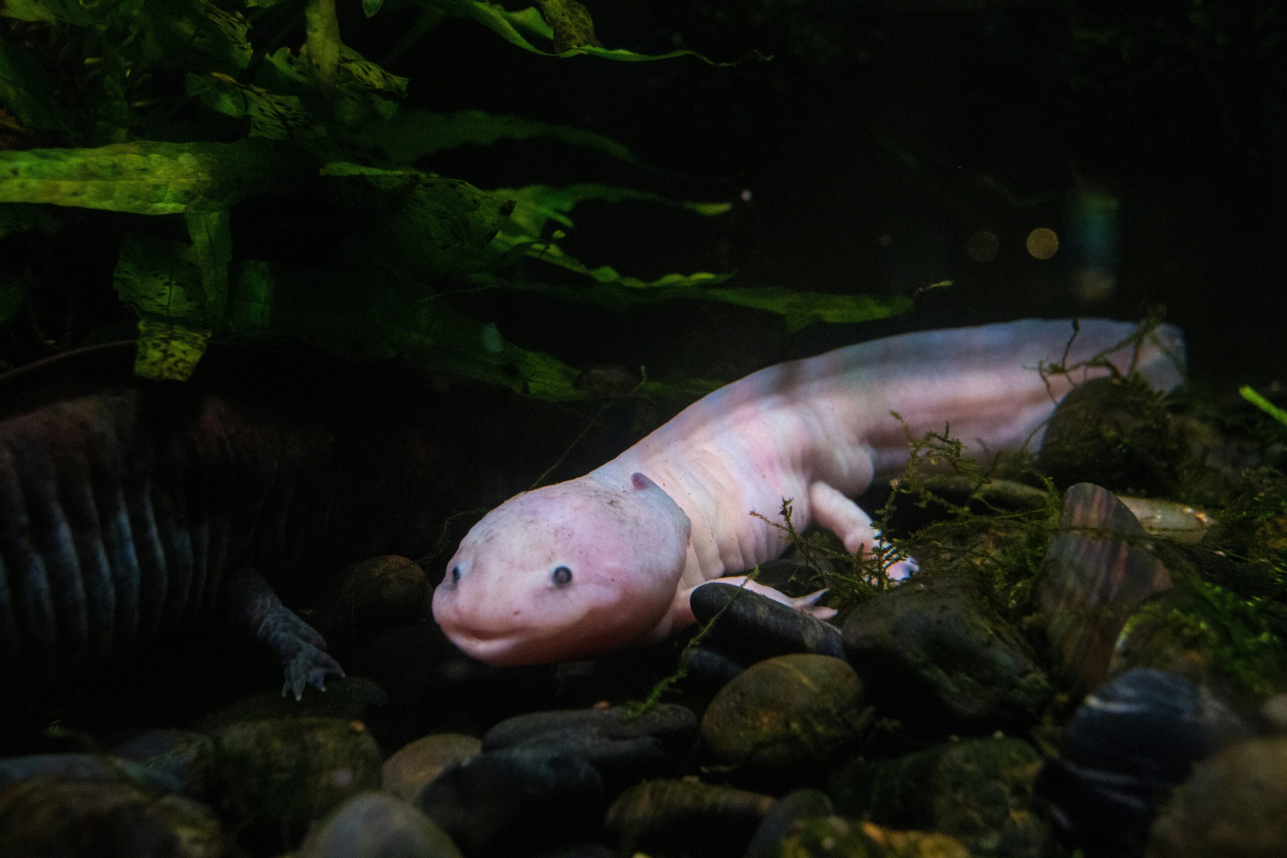 Axolotl care and support guide to take care of your cute pet