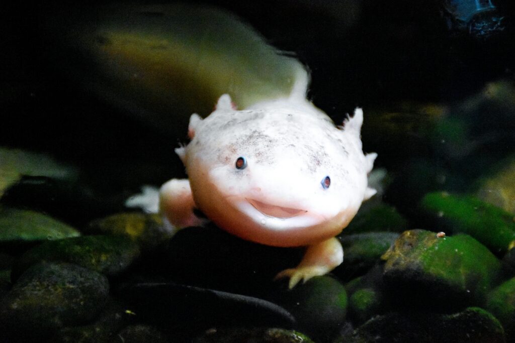 How to take care of Axolotl at home