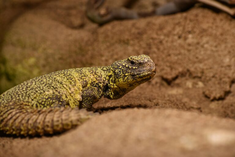 Uromastyx infection