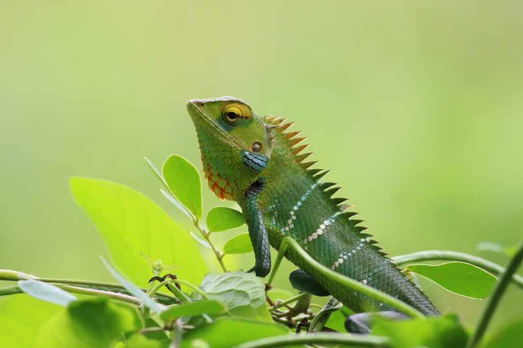 A guide on the fundamental aspects of chameleon care, covering enclosure setup, lighting, heating, and humidity.