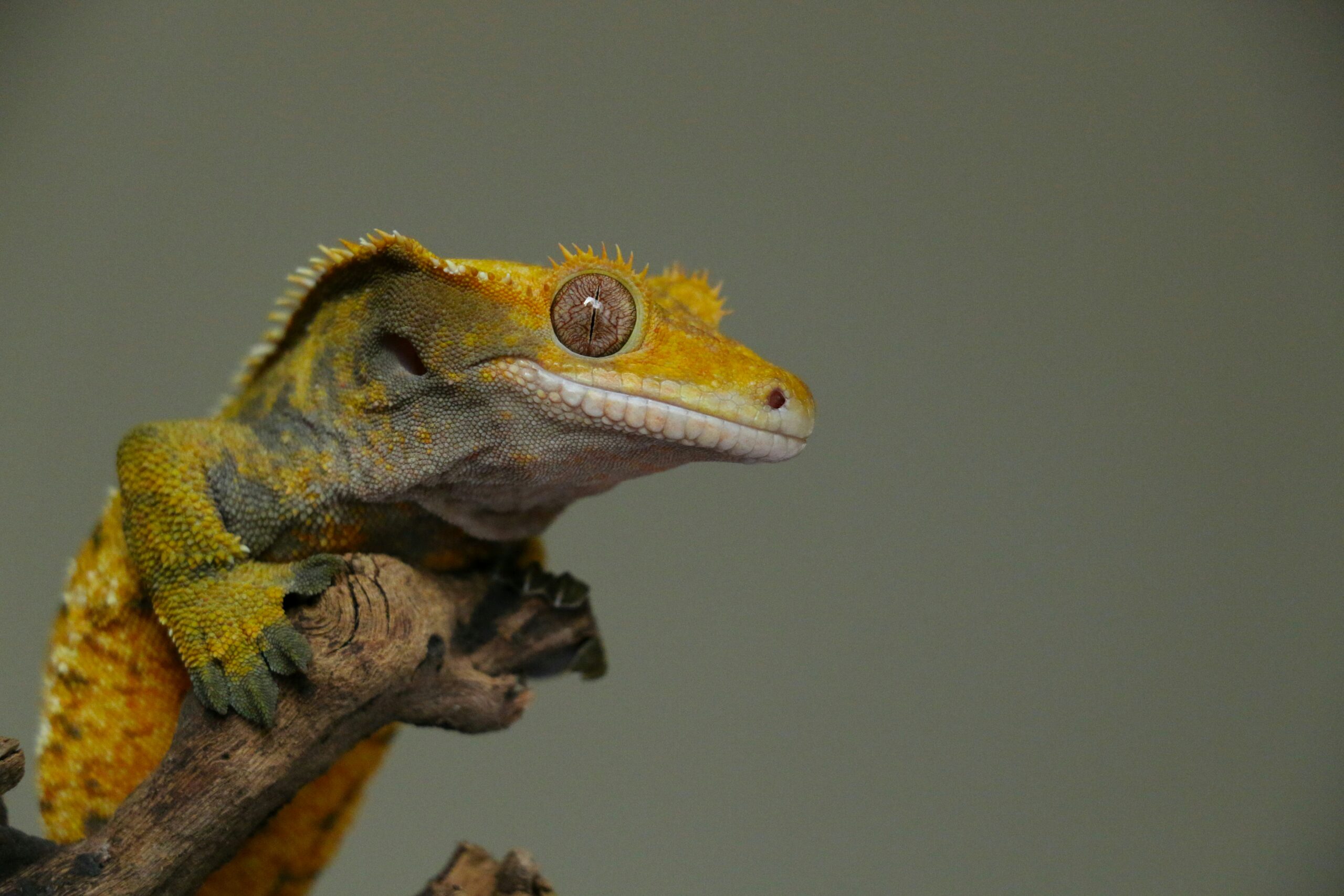 crested gecko shedding