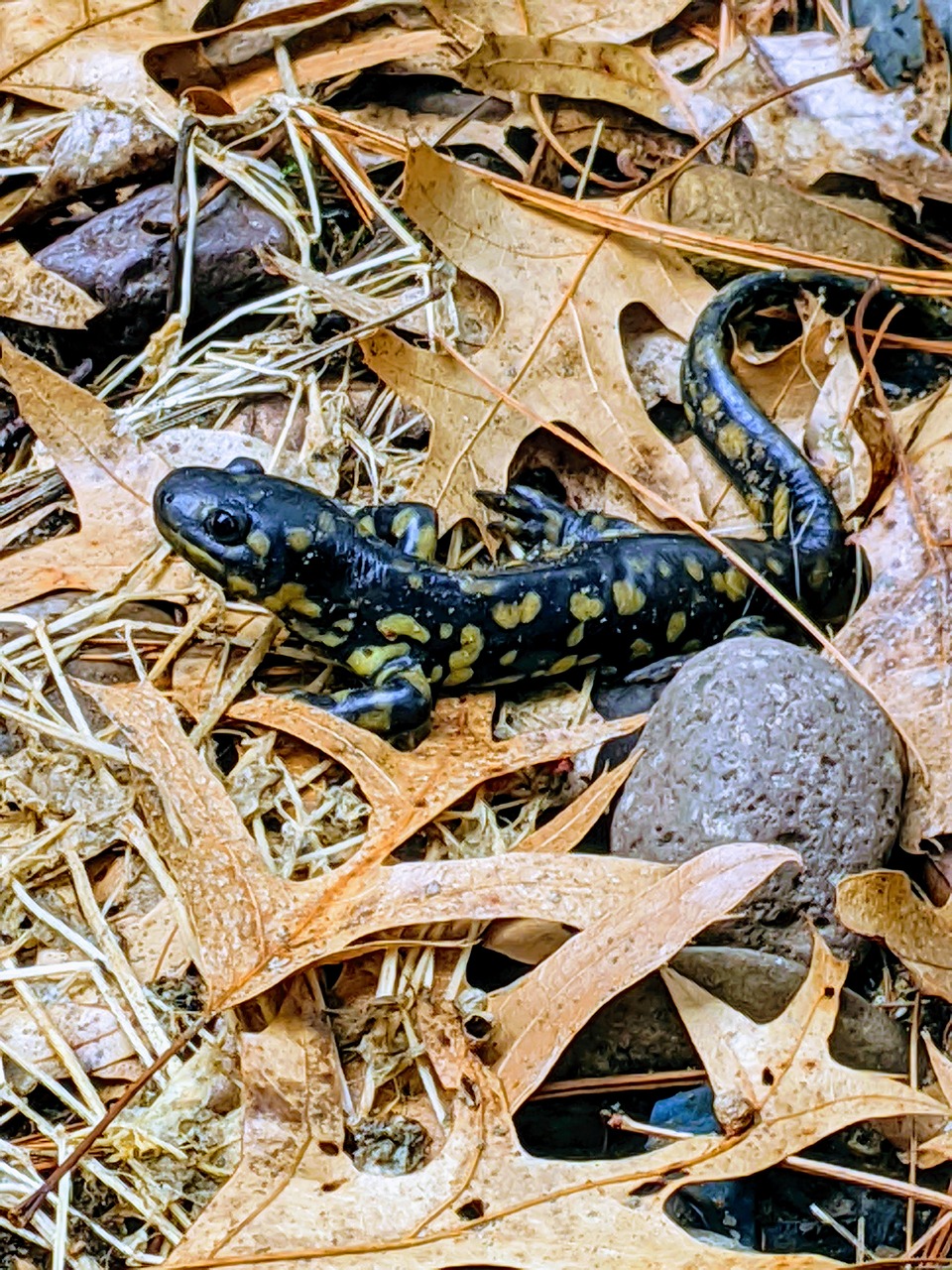 Differences between Tiger Salamander Larvae and Axolotl