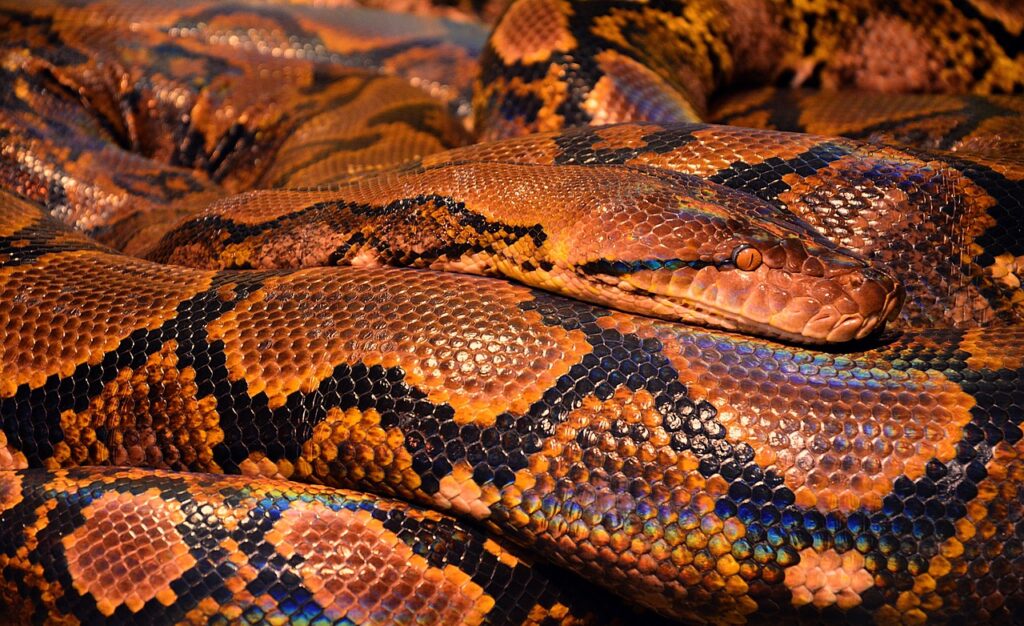 Lavender Reticulated Pythons