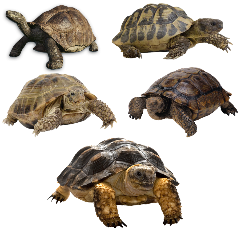 Detailed guide about sulcata tortoise diet