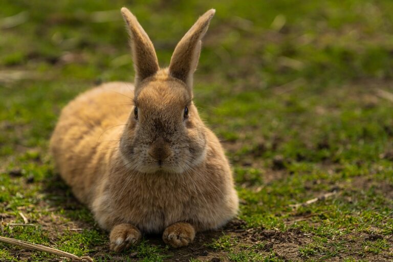 Some Cute Pictures of Baby Cottontail Rabbits