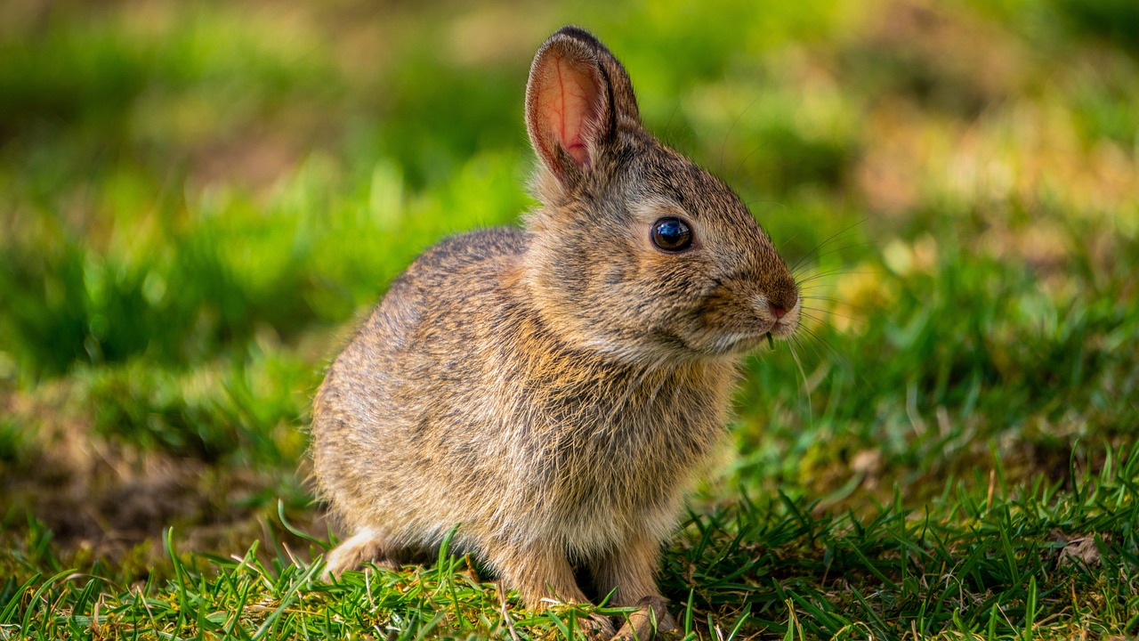 pictures of baby cottontail rabbits
