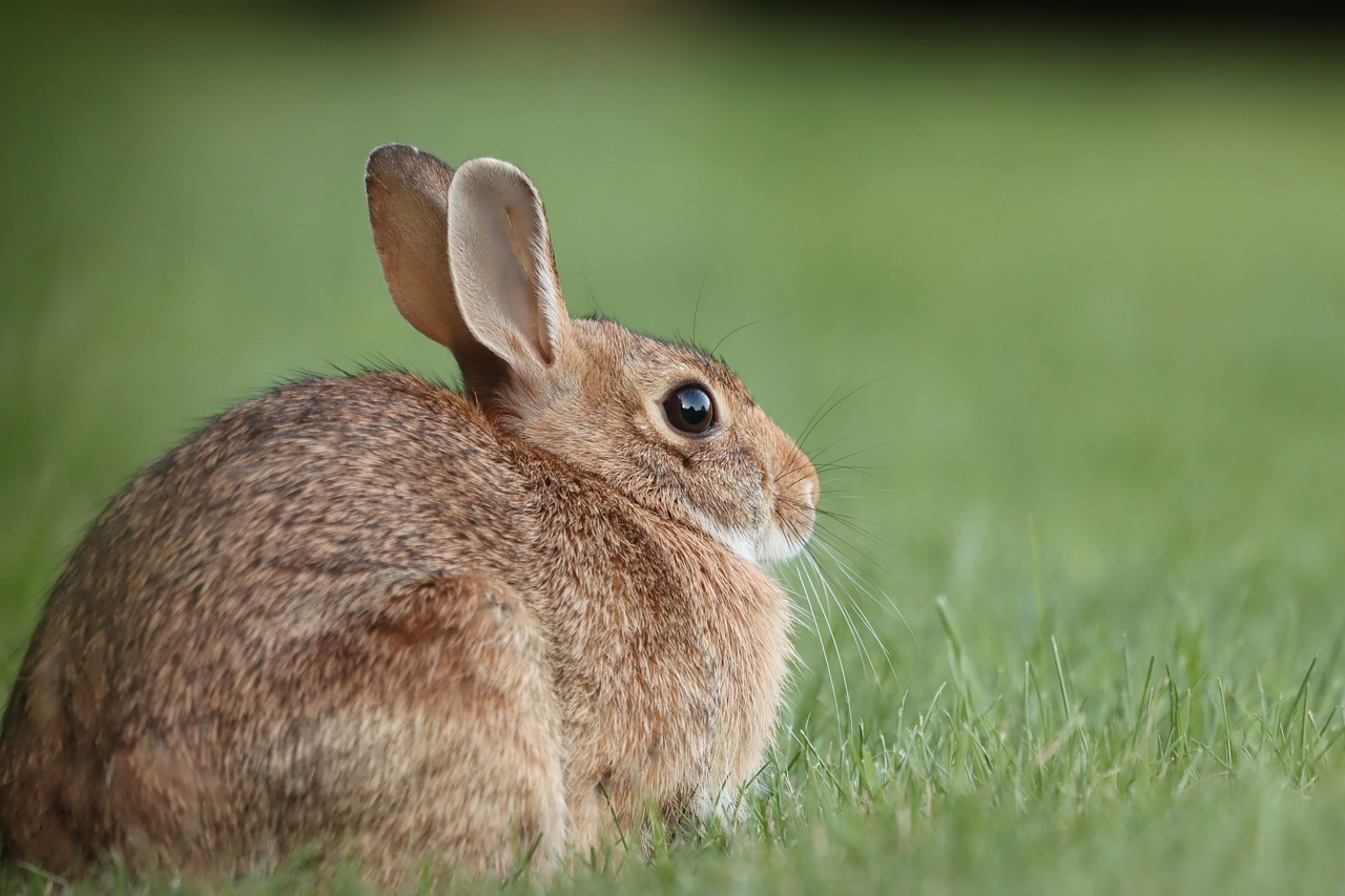 HD images of cotton tail rabbits