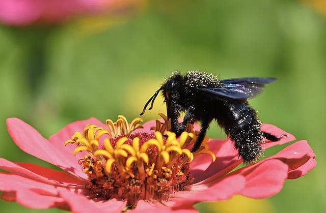 How to avoid carpenter bees in a natural way