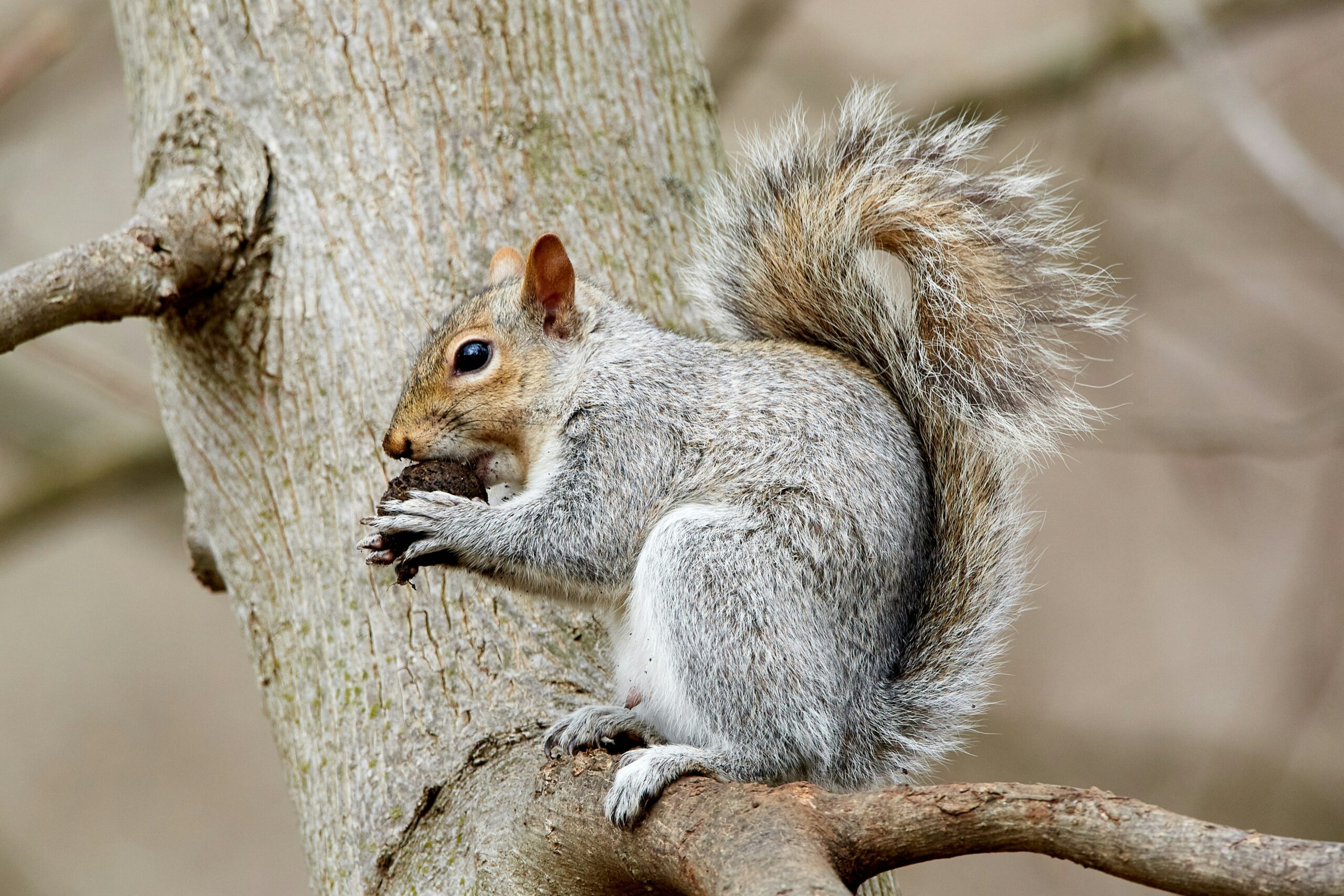 Make squirrel tap at home