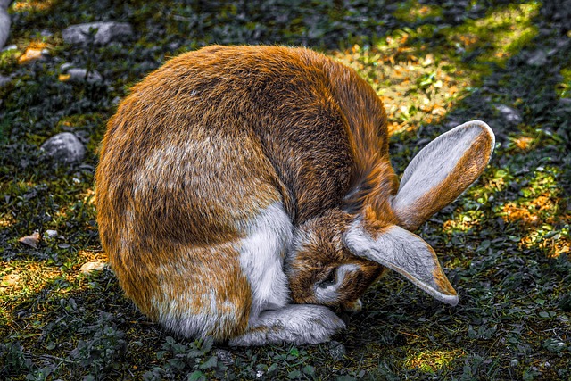 7 Reasons Why Rabbits Like to Lay Down With their Heads On the Floor