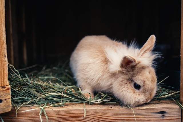 Impact of Temperature on Rabbit Health and Well-being