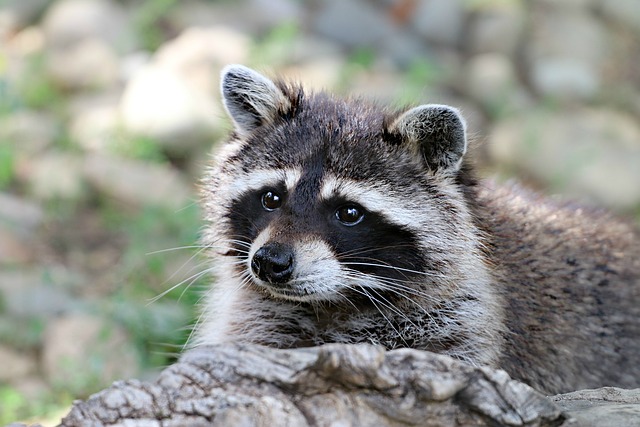 Are raccoons susceptible to Rabies