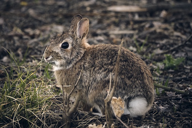 Natural Antibiotics for Rabbits