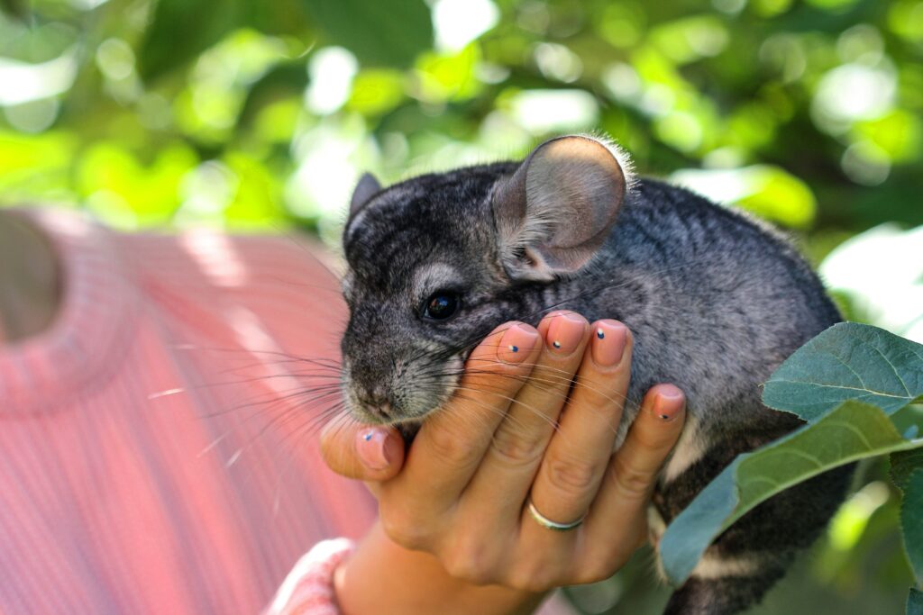 How Long Does a Chinchilla Live in Captivity