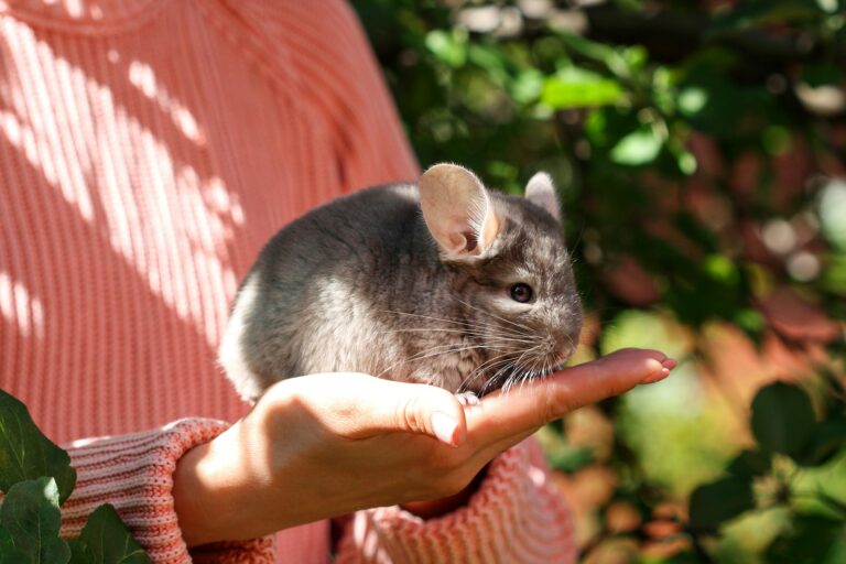 Expert Tips and Tricks on Taking Care of Your Chinchilla