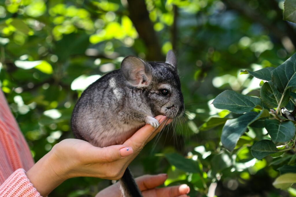 How Long do Short-Tailed Chinchillas Really Live