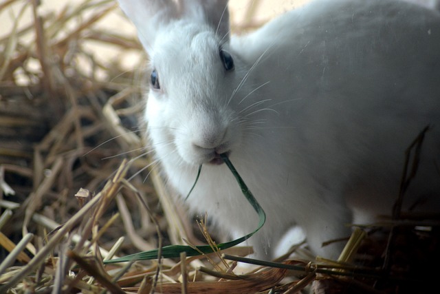 How Much Hay Does a Rabbit Eat Per Month