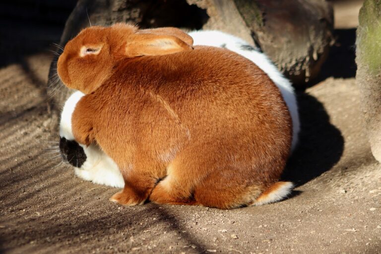 Finding the Best Breed of Rabbit for First-Time Owners