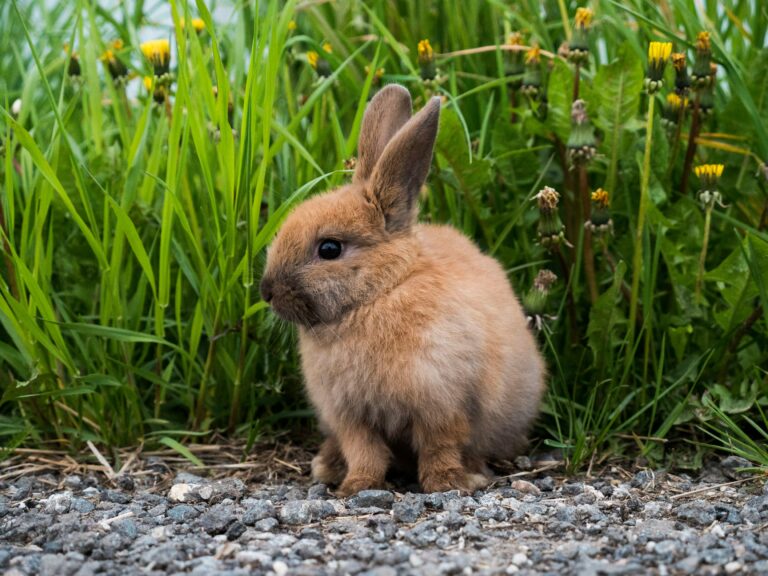 Best tips for House Training Your Rabbit