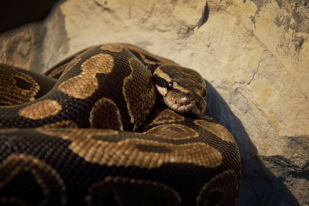 Achieving Optimal Humidity Levels in Your Ball Python Tank: A Comprehensive Guide