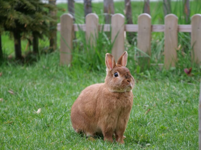 Teaching Your Rabbit to Walk on a Leash