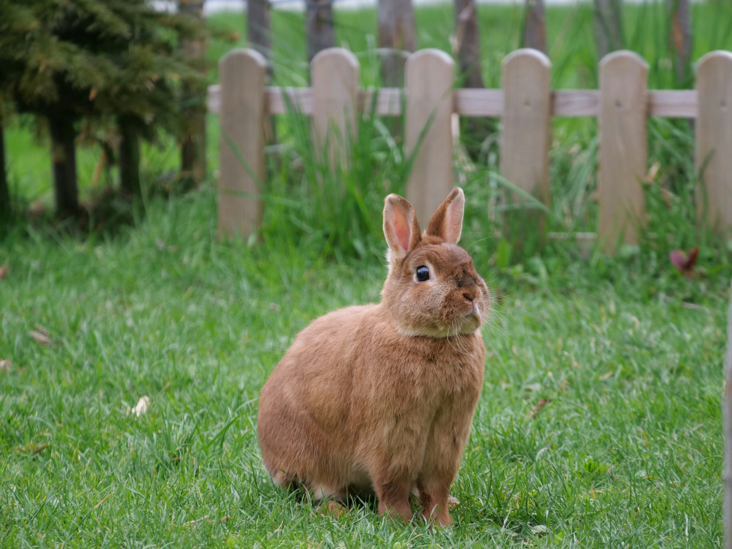 Teaching Your Rabbit to Walk on a Leash