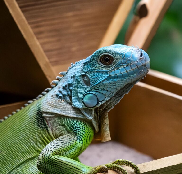 Impact of Enclosure Size on Reptile Behavior and Health