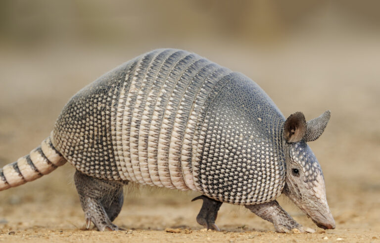 Mastering the Art of Trapping Armadillos: A Simple Guide