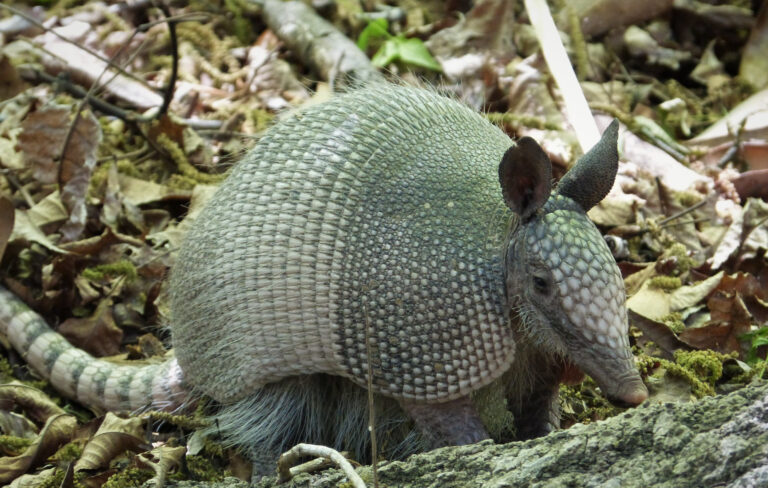 Baits for Trapping Armadillos