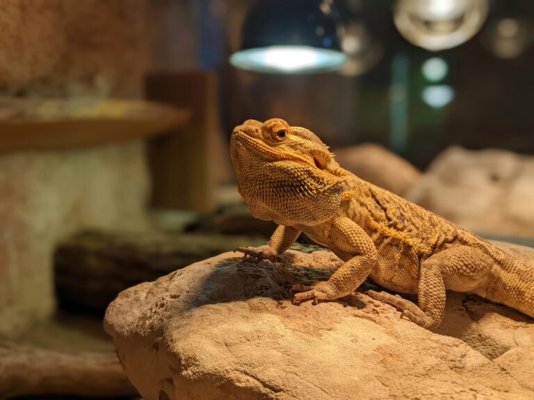 can bearded dragons recognize their owners