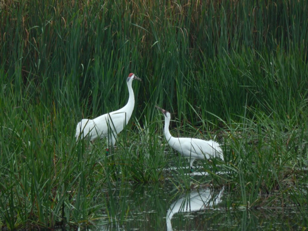 Whooping Cranes Endangered